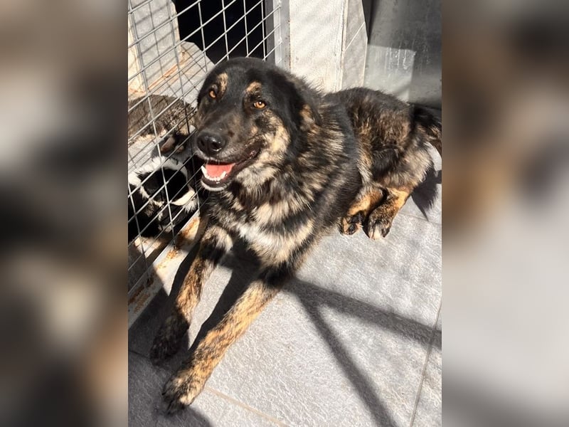 Aris - junger Schäferhund mit großem Herzen