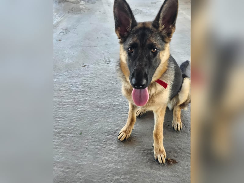 Bella - Schatz sucht Für-Immer-Familie