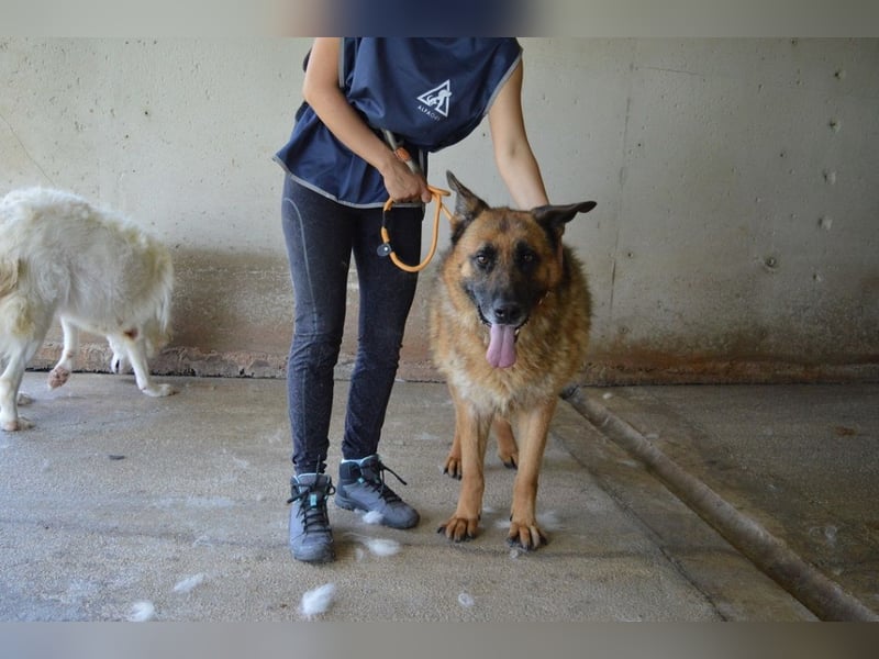 Baley - Groß, größer, Baley Baley - Groß, größer, Baley