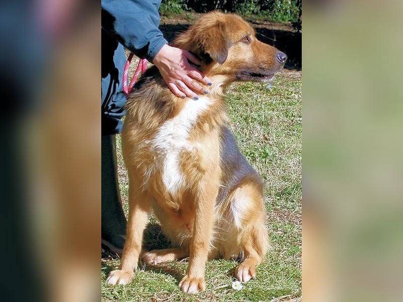 Zenone - Schäfi auf der Suche nach seinen Menschen