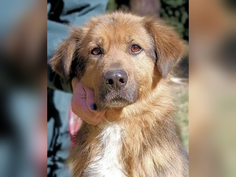 Zenone - Schäfi auf der Suche nach seinen Menschen