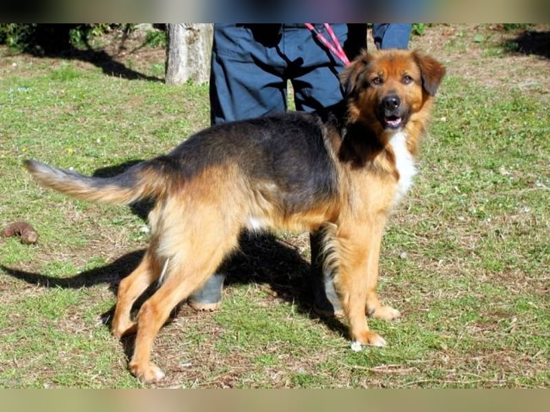 Zenone - Schäfi auf der Suche nach seinen Menschen