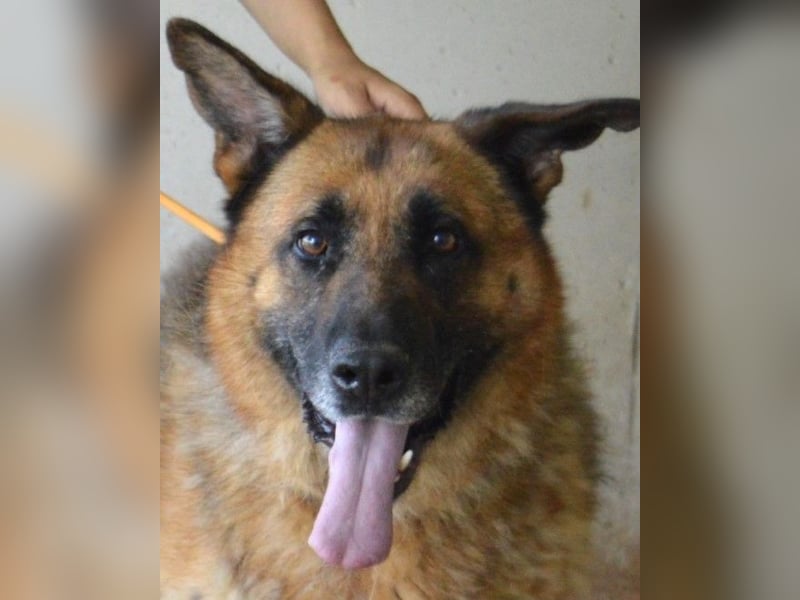 Baley - Groß, größer, Baley Baley - Groß, größer, Baley