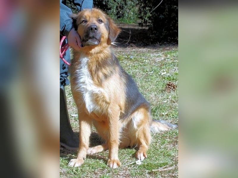 Zenone - Schäfi auf der Suche nach seinen Menschen