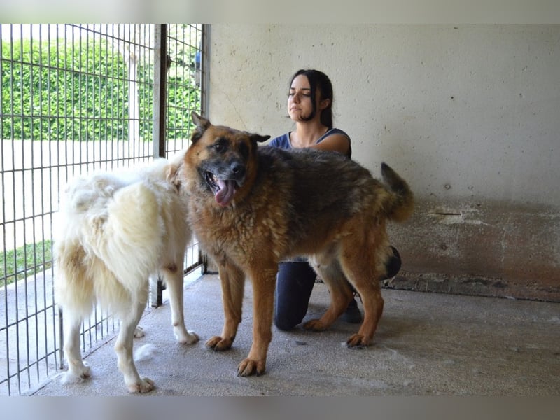 Baley - Groß, größer, Baley