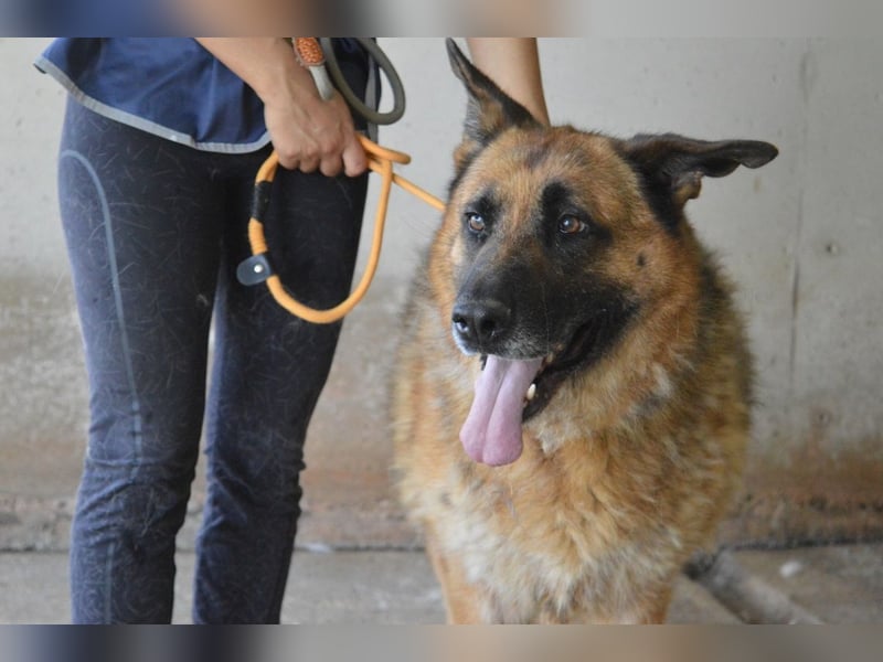 Baley - Groß, größer, Baley Baley - Groß, größer, Baley