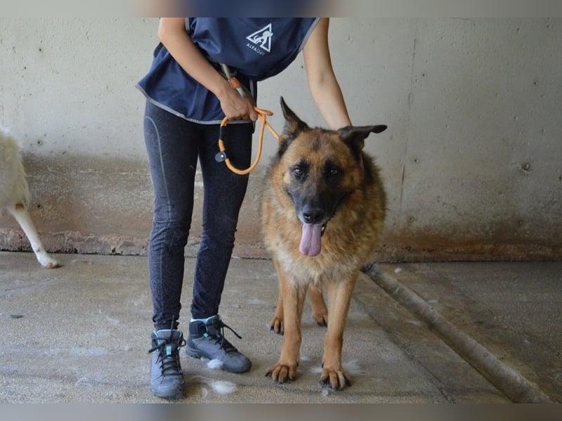 Baley - Groß, größer, Baley Baley - Groß, größer, Baley