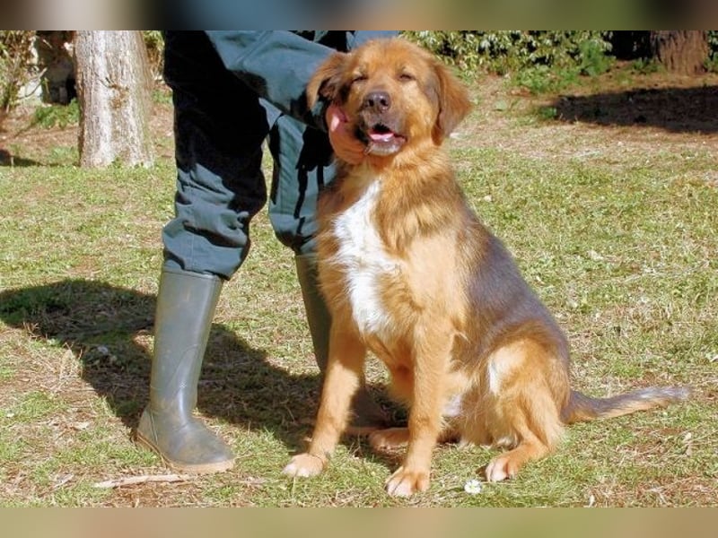 Zenone - Schäfi auf der Suche nach seinen Menschen