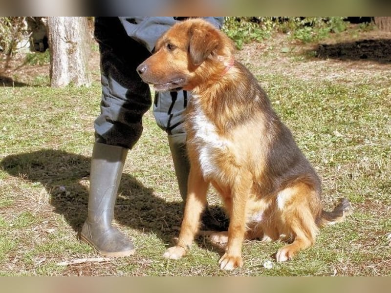 Zenone - Schäfi auf der Suche nach seinen Menschen