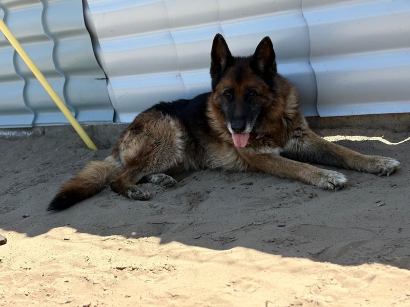 Timo sucht seinen Menschen