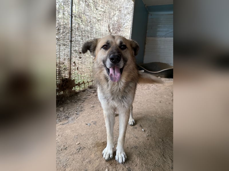 PITI - toller Schäferhund Mix