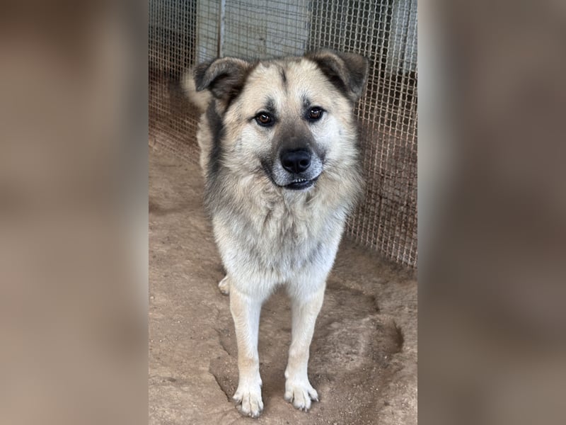 PITI - toller Schäferhund Mix