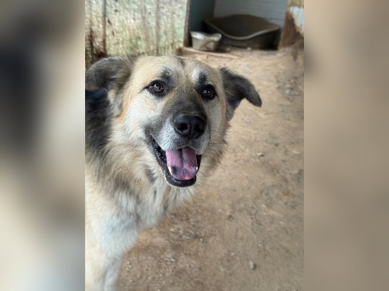 PITI - toller Schäferhund Mix