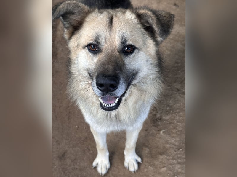 PITI - toller Schäferhund Mix