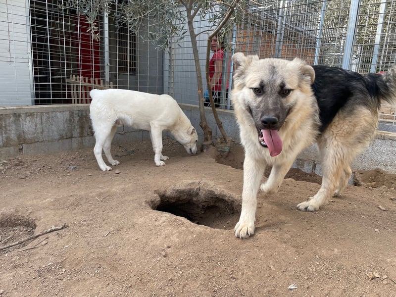 PITI - toller Schäferhund Mix