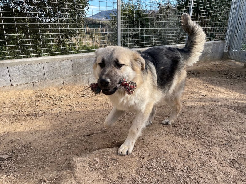PITI - toller Schäferhund Mix