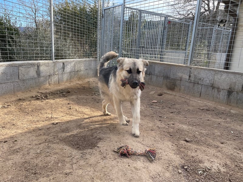 PITI - toller Schäferhund Mix
