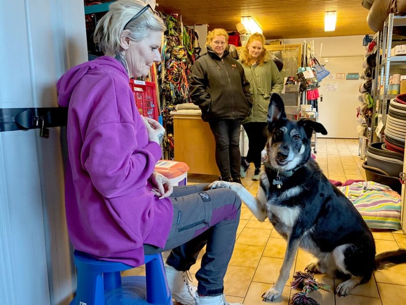 Bailey Boy - sucht ein souveränes Zuhause - Tierhilfe Franken e.V.