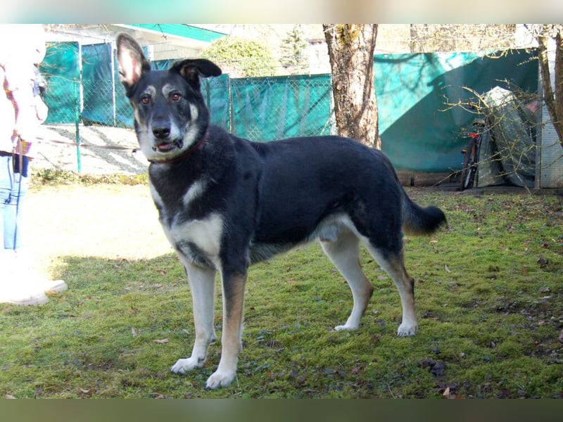 Bailey Boy - sucht ein souveränes Zuhause - Tierhilfe Franken e.V.