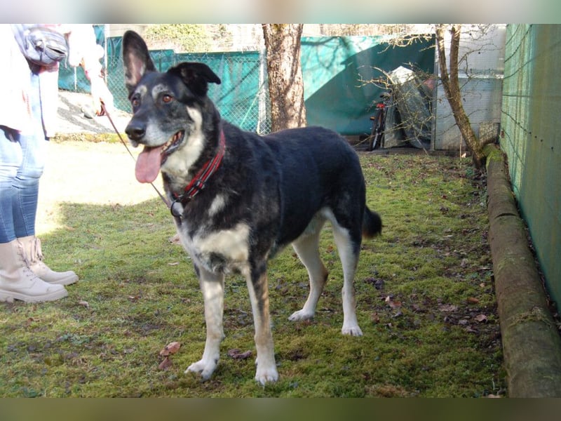 Bailey Boy - sucht ein souveränes Zuhause - Tierhilfe Franken e.V.
