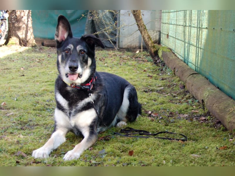 Bailey Boy - sucht ein souveränes Zuhause - Tierhilfe Franken e.V.