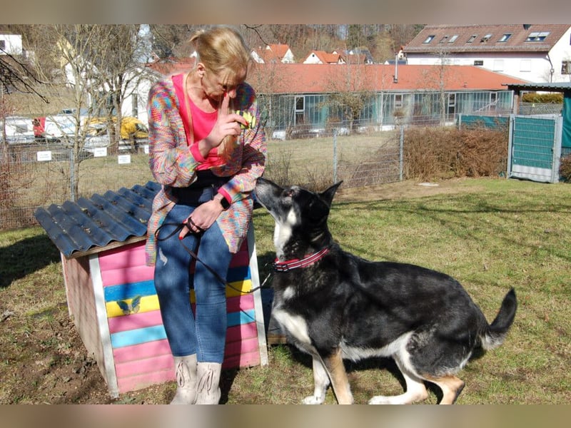 Bailey Boy - sucht ein souveränes Zuhause - Tierhilfe Franken e.V.