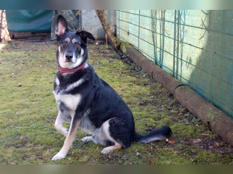 Bailey Boy - sucht ein souveränes Zuhause - Tierhilfe Franken e.V.