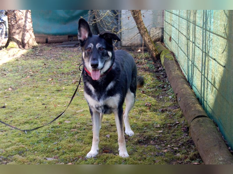 Bailey Boy - sucht ein souveränes Zuhause - Tierhilfe Franken e.V.