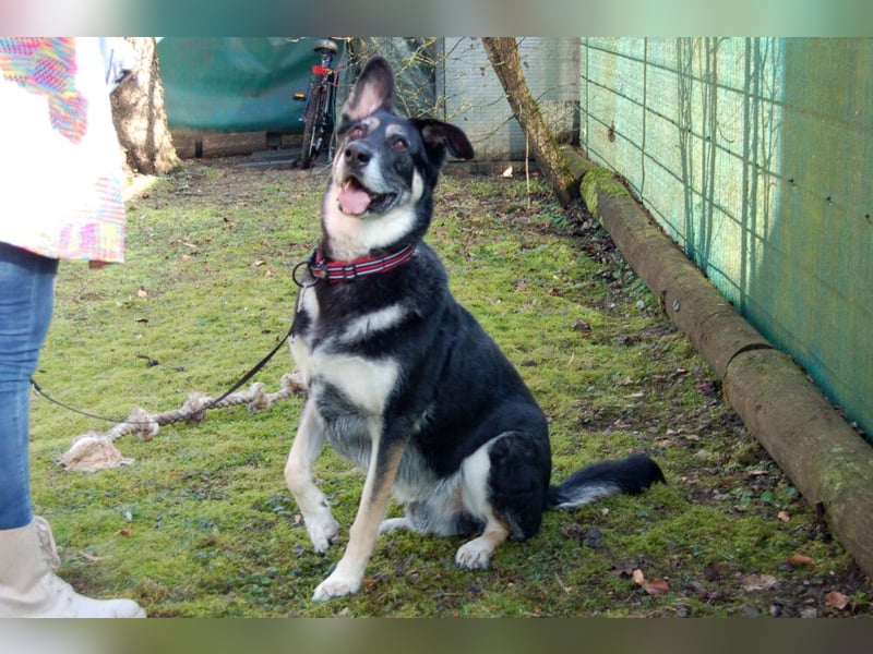 Bailey Boy - sucht ein souveränes Zuhause - Tierhilfe Franken e.V.