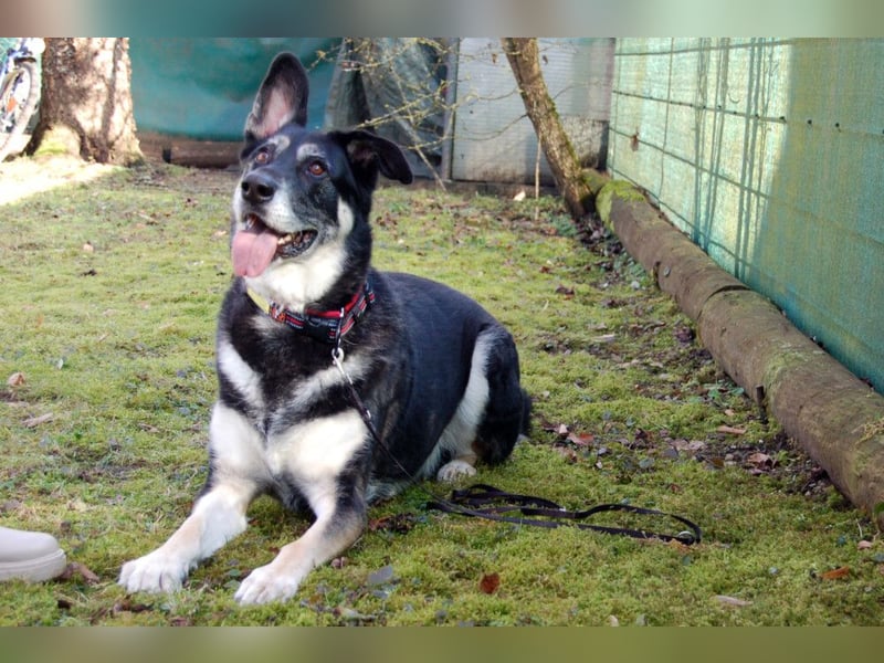 Bailey Boy - sucht ein souveränes Zuhause - Tierhilfe Franken e.V.