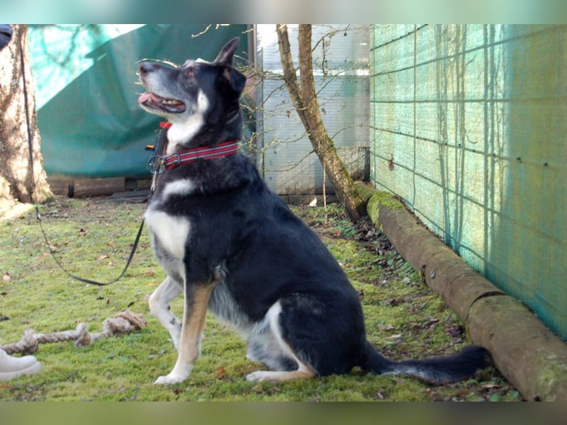 Bailey Boy - sucht ein souveränes Zuhause - Tierhilfe Franken e.V.