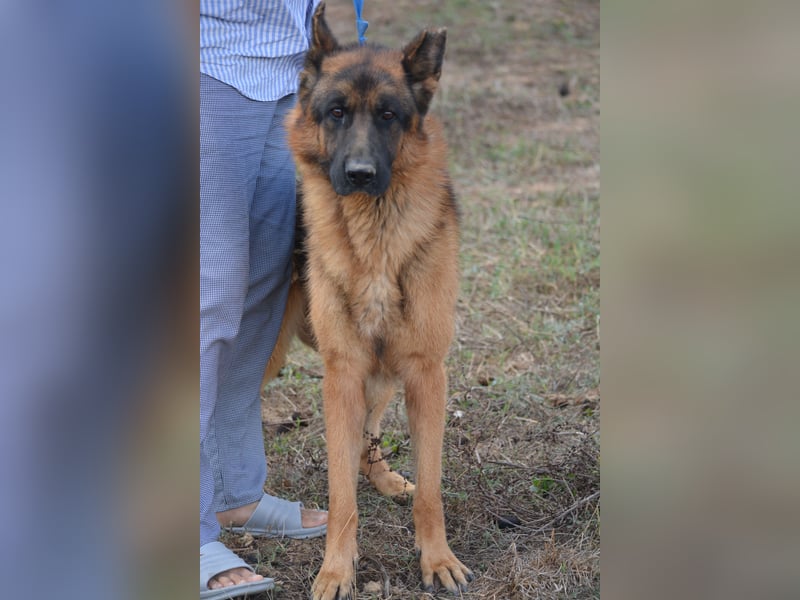 Lieber Schäferhund Rüde „Max“, ca. 2022/2023 geboren, lieb, ruhig, sanftes Wesen