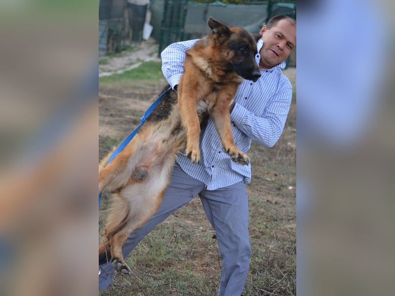 Lieber Schäferhund Rüde „Max“, ca. 2022/2023 geboren, lieb, ruhig, sanftes Wesen