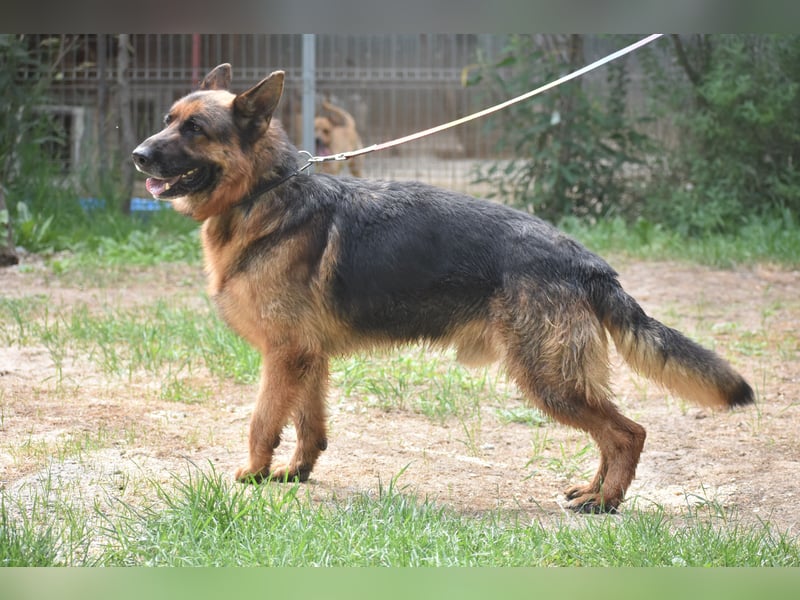 "Winston", geboren 01.06.2022, sucht ein kleines Körbchen