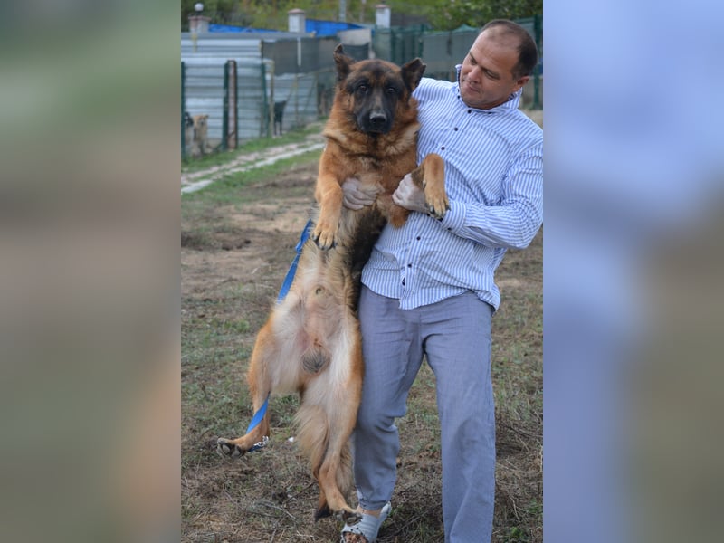 Lieber Schäferhund Rüde „Max“, ca. 2022/2023 geboren, lieb, ruhig, sanftes Wesen