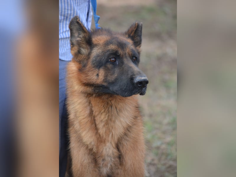 Lieber Schäferhund Rüde „Max“, ca. 2022/2023 geboren, lieb, ruhig, sanftes Wesen
