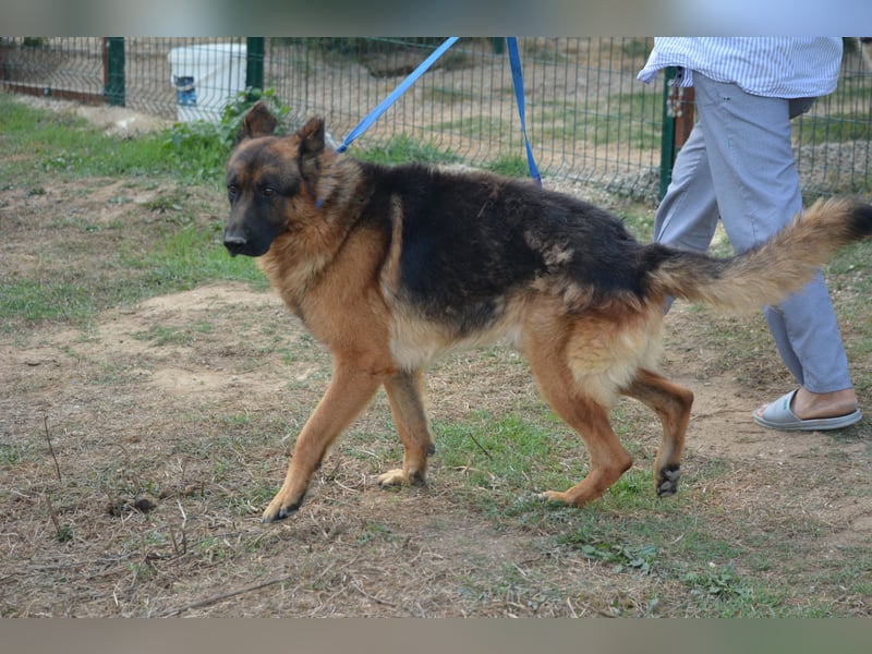 Lieber Schäferhund Rüde „Max“, ca. 2022/2023 geboren, lieb, ruhig, sanftes Wesen