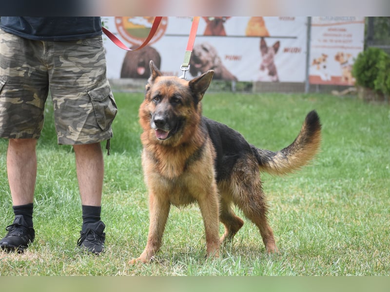 "Winston", geboren 01.06.2022, sucht ein kleines Körbchen
