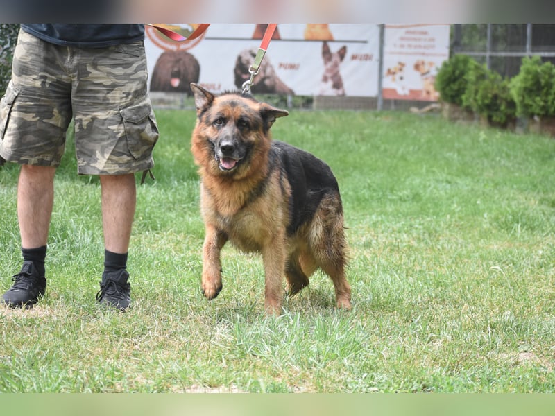 "Winston", geboren 01.06.2022, sucht ein kleines Körbchen