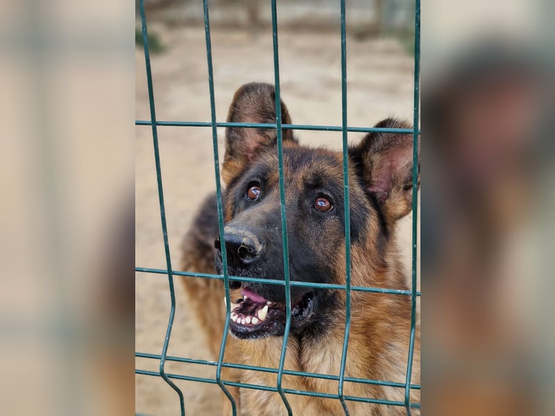 Lieber Schäferhund Rüde „Max“, ca. 2022/2023 geboren, lieb, ruhig, sanftes Wesen