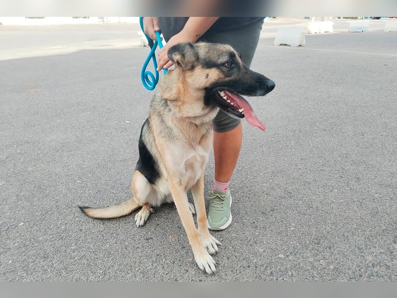 Libertad, eine Schönheit auf Körbchensuche