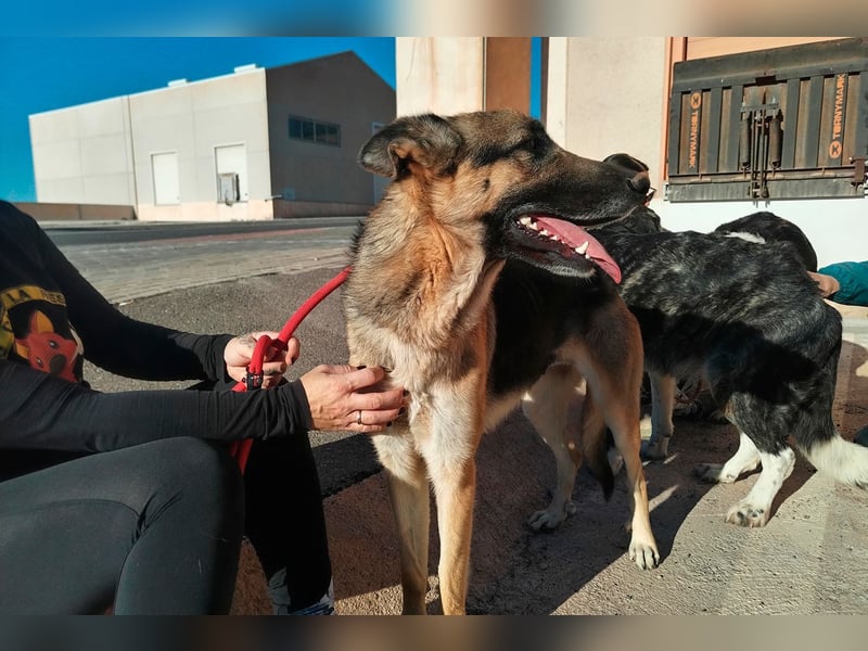 Libertad, eine Schönheit auf Körbchensuche