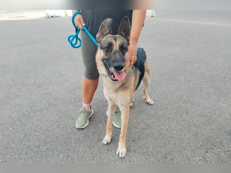 Libertad, eine Schönheit auf Körbchensuche