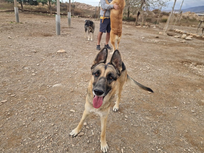 Libertad, eine Schönheit auf Körbchensuche