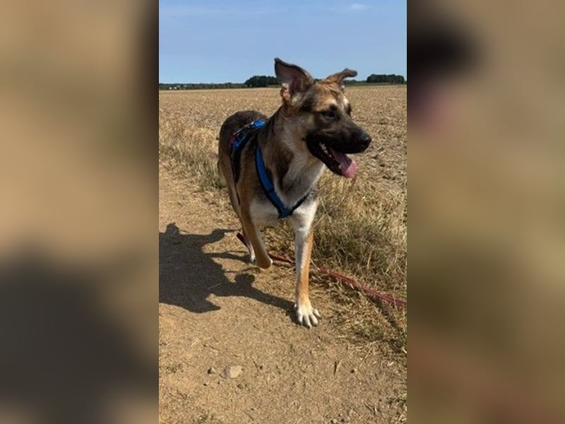 Reno, junger Schäferhund Mix, Pflegefamilie 41812 Erkelenz