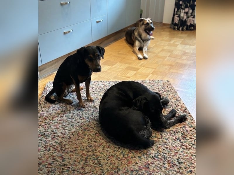 Reno, junger Schäferhund Mix, Pflegefamilie 41812 Erkelenz