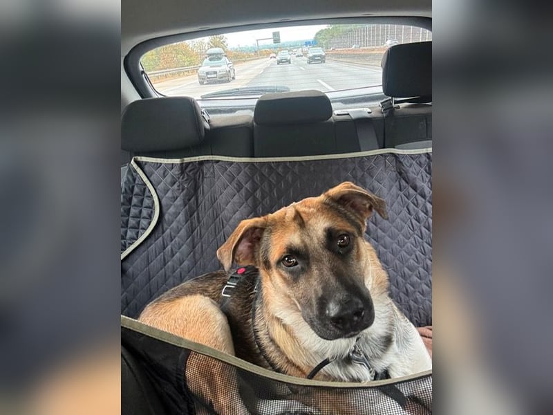 Reno, junger Schäferhund Mix, Pflegefamilie 41812 Erkelenz