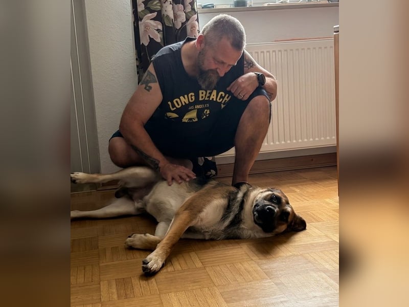 Reno, junger Schäferhund Mix, Pflegefamilie 41812 Erkelenz
