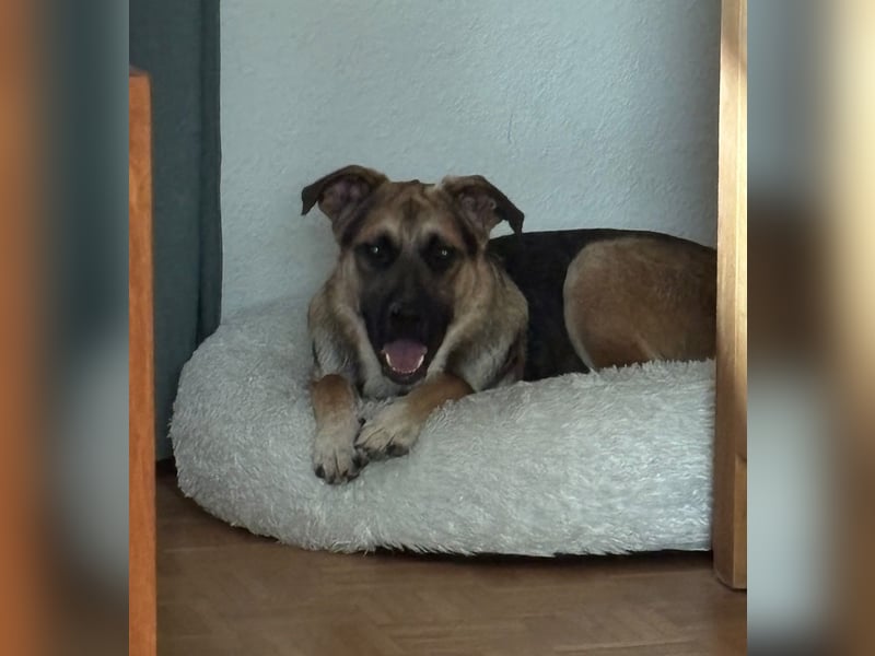 Reno, junger Schäferhund Mix, Pflegefamilie 41812 Erkelenz