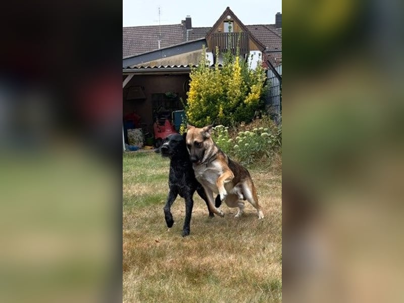 Reno, junger Schäferhund Mix, Pflegefamilie 41812 Erkelenz